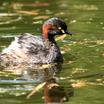 Grebes